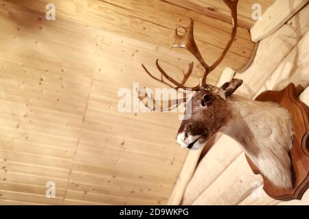 Tête de cerf farcie sur un mur en bois Banque D'Images