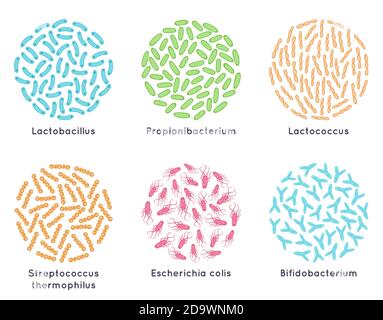 Bactéries probiotiques. Bons micro-organismes pour une flore bactérienne saine, probiotiques microscopiques. Jeu d'illustrations vectorielles de bactéries lactiques Illustration de Vecteur
