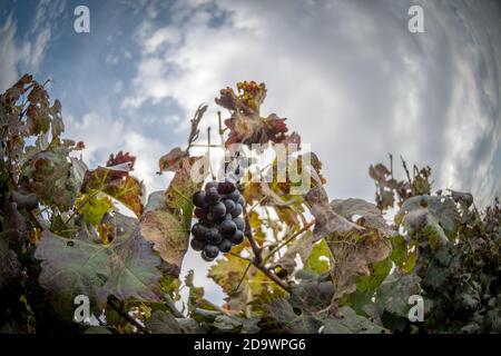 Petit beau vignoble sur les collines de Jérusalem- Israël pendant La saison d'automne Banque D'Images