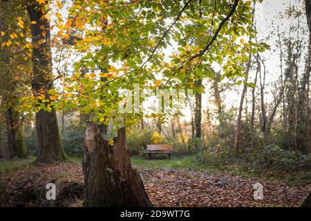 Paysage d'automne avec des feuilles colorées de hêtre dans Pays-Bas Banque D'Images