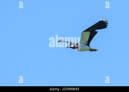 Northern Lapwing - Vanellus vanellus, prisée des champs et prairies européens, Shetlands, Écosse, Royaume-Uni. Banque D'Images