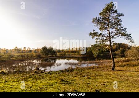 Pins près d'un lac par un beau jour d'automne sous le ciel bleu clair Banque D'Images