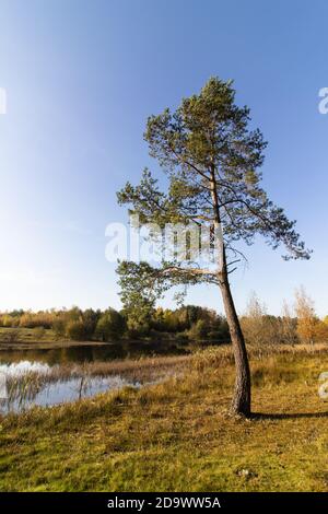 Pins près d'un lac par un beau jour d'automne sous le ciel bleu clair Banque D'Images