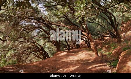 Sentier de sable à travers une forêt avec des arbres tordus et des feuilles vertes près des chutes d'Ouzoud à Ouzoud, au Maroc. Banque D'Images