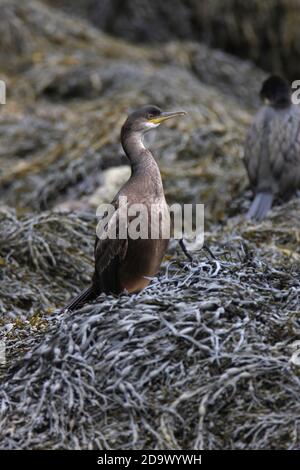 (Européen) SHAG (Phalacrocorax aristotelis) plumage immature, Écosse. Banque D'Images