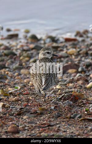 LE PLUVIER GRIS (Pluvialis squatarola) se trouvait sur une rive de l'estuaire, en Écosse, au Royaume-Uni. Banque D'Images