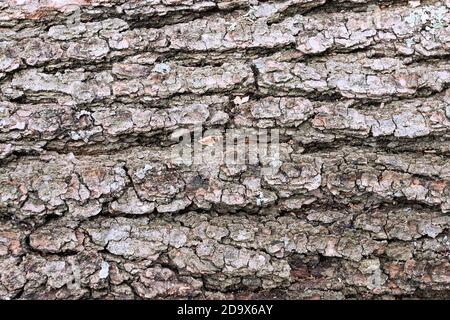 la texture de l'écorce de l'ancien arbre, véritable toile de fond naturelle pour votre conception Banque D'Images