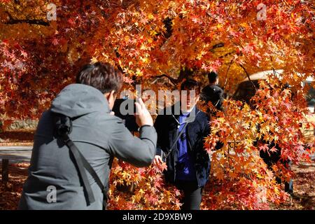 Jeongeup, Corée du Sud. 8 novembre 2020. Une femme pose pour des photos près des érables au parc national de Naejangsan, dans la ville de Jeongeup, province de North Jeolla, Corée du Sud, 8 novembre 2020. Naejangsan est une destination touristique populaire en Corée du Sud, en particulier en automne en raison de son paysage d'érable spectaculaire. Crédit: Wang Jingqiang/Xinhua/Alay Live News Banque D'Images