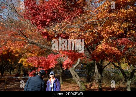 Jeongeup, Corée du Sud. 8 novembre 2020. Une femme pose pour des photos près des érables au parc national de Naejangsan, dans la ville de Jeongeup, province de North Jeolla, Corée du Sud, 8 novembre 2020. Naejangsan est une destination touristique populaire en Corée du Sud, en particulier en automne en raison de son paysage d'érable spectaculaire. Crédit: Wang Jingqiang/Xinhua/Alay Live News Banque D'Images