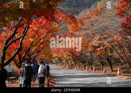 Jeongeup, Corée du Sud. 8 novembre 2020. Les gens marchent sous les érables dans le parc national de Naejangsan, dans la ville de Jeongeup, province de North Jeolla, Corée du Sud, 8 novembre 2020. Naejangsan est une destination touristique populaire en Corée du Sud, en particulier en automne en raison de son paysage d'érable spectaculaire. Crédit: Wang Jingqiang/Xinhua/Alay Live News Banque D'Images