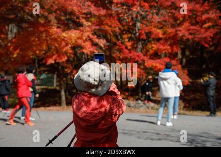 Jeongeup, Corée du Sud. 8 novembre 2020. Une femme prend des photos près des érables du parc national de Naejangsan, dans la ville de Jeongeup, dans la province de North Jeolla, Corée du Sud, 8 novembre 2020. Naejangsan est une destination touristique populaire en Corée du Sud, en particulier en automne en raison de son paysage d'érable spectaculaire. Crédit: Wang Jingqiang/Xinhua/Alay Live News Banque D'Images