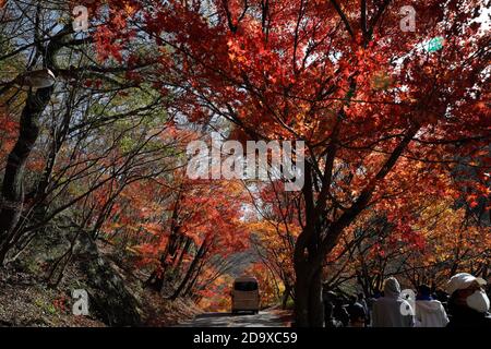 Jeongeup, Corée du Sud. 8 novembre 2020. Les gens marchent sous les érables dans le parc national de Naejangsan, dans la ville de Jeongeup, province de North Jeolla, Corée du Sud, 8 novembre 2020. Naejangsan est une destination touristique populaire en Corée du Sud, en particulier en automne en raison de son paysage d'érable spectaculaire. Crédit: Wang Jingqiang/Xinhua/Alay Live News Banque D'Images