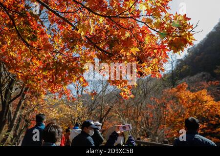 Jeongeup, Corée du Sud. 8 novembre 2020. Les gens marchent sous les érables dans le parc national de Naejangsan, dans la ville de Jeongeup, province de North Jeolla, Corée du Sud, 8 novembre 2020. Naejangsan est une destination touristique populaire en Corée du Sud, en particulier en automne en raison de son paysage d'érable spectaculaire. Crédit: Wang Jingqiang/Xinhua/Alay Live News Banque D'Images