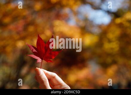 Jeongeup. 8 novembre 2020. Photo prise le 8 novembre 2020 montre des feuilles d'érable au parc national de Naejangsan, dans la ville de Jeongeup, dans la province de North Jeolla, en Corée du Sud. Naejangsan est une destination touristique populaire en Corée du Sud, en particulier en automne en raison de son paysage d'érable spectaculaire. Crédit: Wang Jingqiang/Xinhua/Alay Live News Banque D'Images