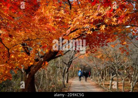 Jeongeup, Corée du Sud. 8 novembre 2020. Les gens marchent sous les érables dans le parc national de Naejangsan, dans la ville de Jeongeup, province de North Jeolla, Corée du Sud, 8 novembre 2020. Naejangsan est une destination touristique populaire en Corée du Sud, en particulier en automne en raison de son paysage d'érable spectaculaire. Crédit: Wang Jingqiang/Xinhua/Alay Live News Banque D'Images