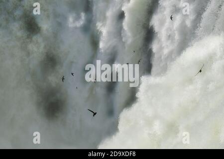 De super tourelles lugueuses volent autour des chutes d'Iguazu Banque D'Images