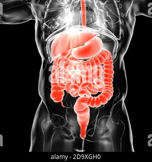 Système digestif humain Anatomy for Medical concept 3D Illustration Banque D'Images