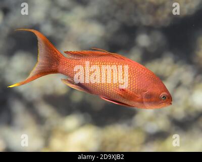 LyRetail anthias poisson dans l'eau de mer, mer goldie fermer Banque D'Images