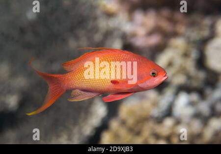 LyRetail anthias poisson dans l'eau, mer goldie fermer Banque D'Images