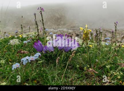 Prairie en fleurs dans le Grand Caucase. Fleurs dans un pré de printemps. Fleurs en gros plan. Arrière-plan bokeh naturel. Herbe verte fraîche. Champ de floraison Banque D'Images