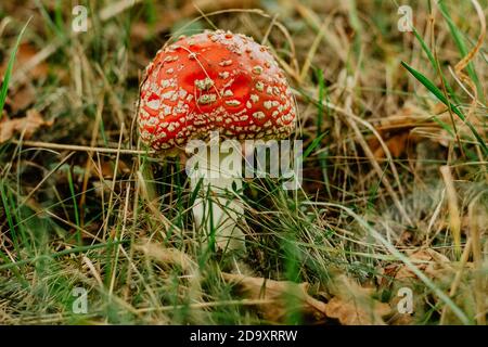 Amanita muscaria connue sous le nom de champignon agarique de mouche. Tabouret de champignon rouge toxique dans la forêt. Champignons avec expérience hallucinogène. Angle bas Banque D'Images