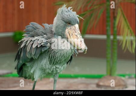 Le magnifique oiseau Shoebill (Balaeniceps rex) également connu sous le nom de tête de baleine, de cigogne à tête de baleine, ou de cigogne à bec de chaussure. Secouer les plumes. Banque D'Images