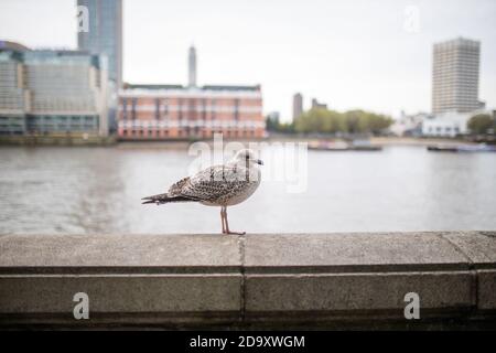 Vue sur le paysage d'un mouette debout sur une barrière en béton Avec une rivière derrière elle Banque D'Images