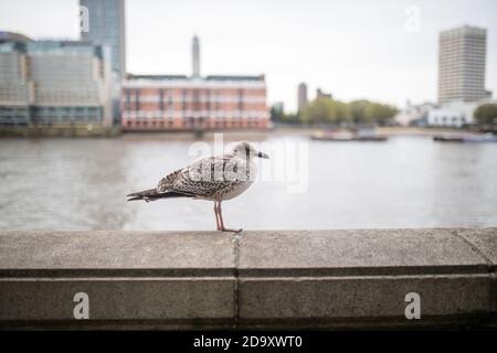 Vue sur le paysage d'un mouette debout sur une barrière en béton Avec une rivière derrière elle Banque D'Images