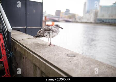 Vue sur le paysage d'un mouette debout sur une barrière en béton Avec une rivière derrière elle Banque D'Images