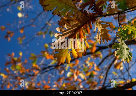 Gros plan sur les feuilles de chêne aux couleurs de l'automne Banque D'Images