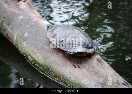 Un couple de grebes à col rouge essayant de chasser une tortue de là nichent dans le centre de Berlin Allemagne. Les deux attendent jusqu'au départ. Banque D'Images