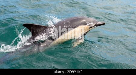 Bec court dauphin commun - delphinus delphis delphis - vu à Mounts Bay, Manche, Cornouailles, Angleterre, Royaume-Uni Banque D'Images
