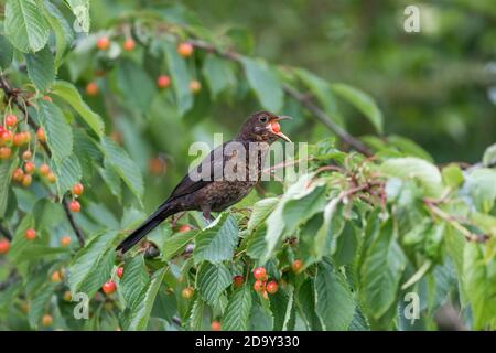 Blackbird, Turdus merula ; Young in Cherry Tree ; Royaume-Uni Banque D'Images