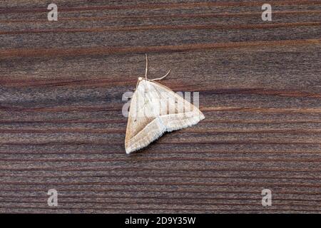 Brown Silver Line Moth ; Petrophora chlorosata ; Royaume-Uni Banque D'Images