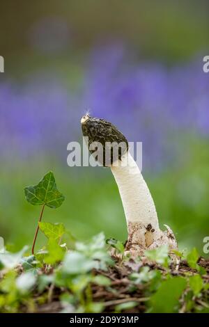 Stinkhorn commun; Phallus impudicus; champignon; Royaume-Uni Banque D'Images