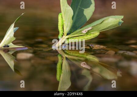 Gold Spot Moth ; Plusia festucae ; larve ; été ; Royaume-Uni Banque D'Images