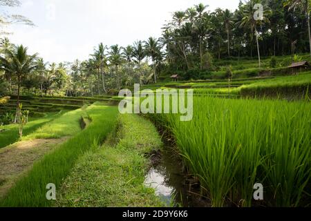 Champs de riz en terrasse et arbres de la jungle prêts pour la récolte sur une pente d'irrigation près de l'ancien temple hindou Gunung Kawi, à Ubud, Bali, Indonésie Banque D'Images