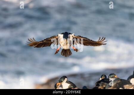 Cormorant impérial; ou Shag; Phalacrocorax atriceps; en vol; tenue de matériel de nidification; Falklands Banque D'Images