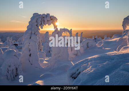 ISO Syote ; arbres en hiver ; Finlande Banque D'Images