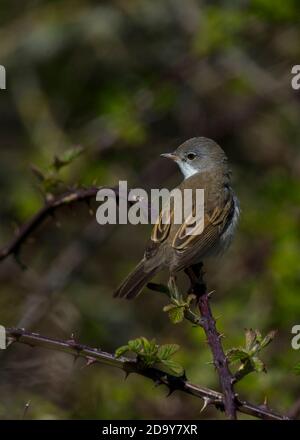 Whitethroat chantant dans un brousse Banque D'Images