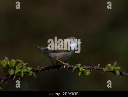 Whitethroat chantant dans un brousse Banque D'Images