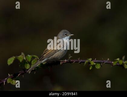 Whitethroat chantant dans un brousse Banque D'Images