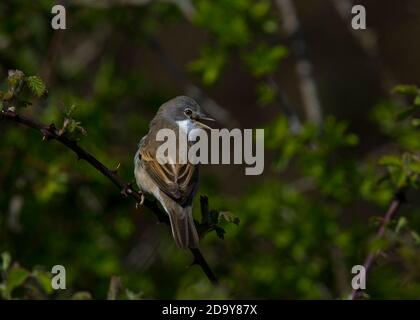 Whitethroat chantant dans un brousse Banque D'Images