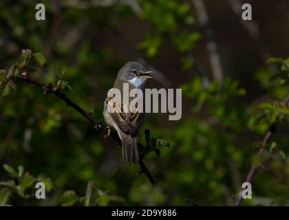 Whitethroat chantant dans un brousse Banque D'Images