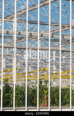 grande serre où les plants de tomate sont cultivés Banque D'Images