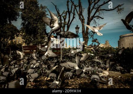 Barcelone, Espagne. 8 novembre 2020. Un homme nourrit des pigeons sur la place de Catalogne à Barcelone à un dimanche matin ensoleillé crédit: Matthias Oesterle/Alamy Live News Banque D'Images
