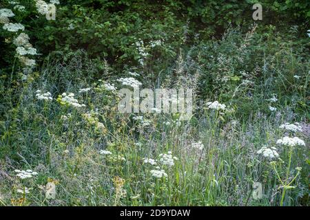 Sambucus nigra, Elderflower, arbre poussant dans le coin ombragé du champ, sud du devon Banque D'Images