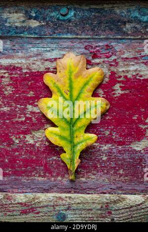 Une feuille de chêne photographiée en novembre sur fond de bois. Dorset Angleterre GB Banque D'Images