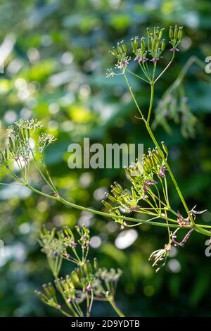 Persil de vache, tête de semence, Anthriscus sylvestris Banque D'Images