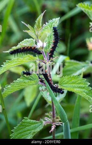 Chenilles de Peacock Butterfly, Aglais io, sur la plante hôte, l'ortie, Urtica dioica Banque D'Images
